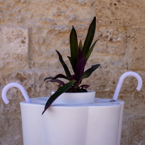 Lulet Kloris Paragüero Drop