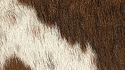 Cavallo-mvsevm-idex